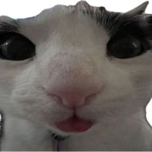 Meet your Posher, Tori